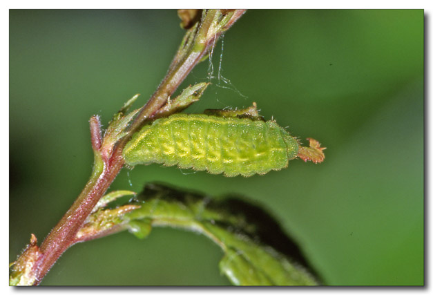 bruco di  Satyrium acaciae